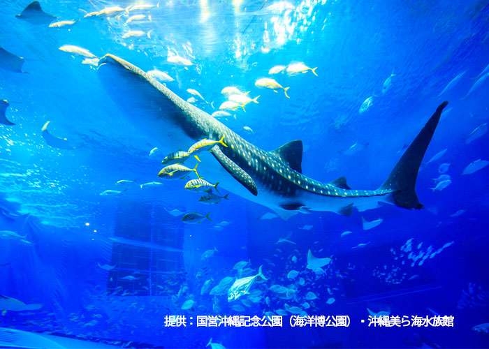 沖縄美ら海水族館 ジンベイザメ